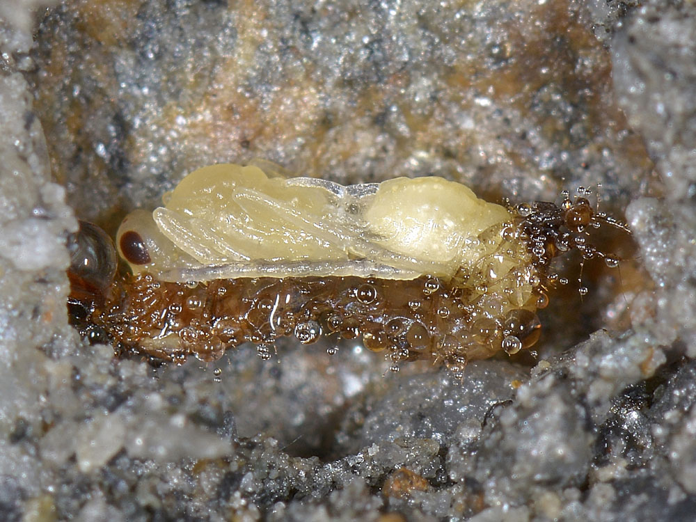 Larva di carabidae parassitata